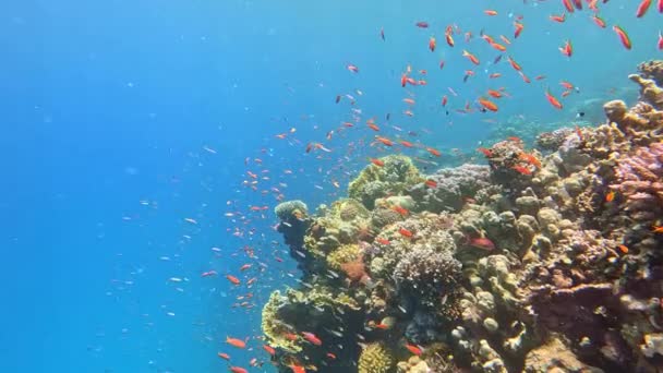 Coraux Tropicaux Sous Marins Récif Avec Des Poissons Mer Colorés — Video