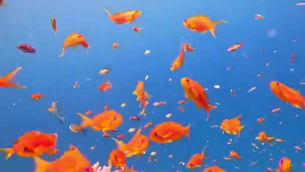 Sualtı Tropik Balık Sürüsü Deniz Yaşamı Deniz Dünyası Ağır Çekim — Stok video