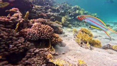 Renkli deniz balıklı sualtı tropikal mercan resifleri. Deniz yaşamı deniz dünyası. Tropik renkli sualtı deniz manzarası.