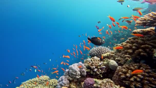Arrecife Corales Tropicales Submarinos Con Coloridos Peces Marinos Mundo Marino — Vídeos de Stock