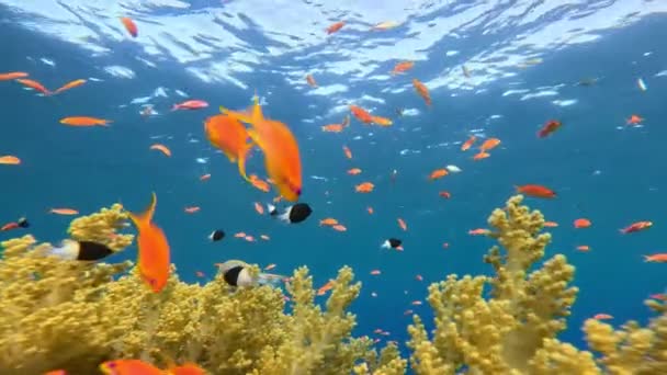 Podvodní Tropický Korálový Útes Barevnými Mořskými Rybami Mořský Svět Života — Stock video