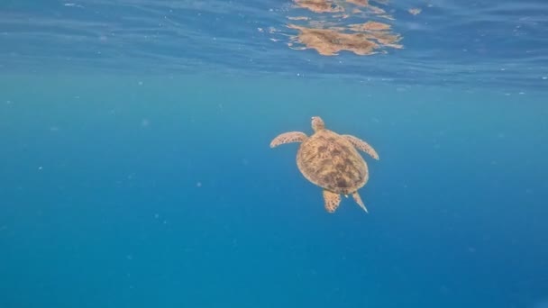 Havssköldpaddan Simmar Den Blå Oceanen Långsamma Rörelser Undervattensskott — Stockvideo