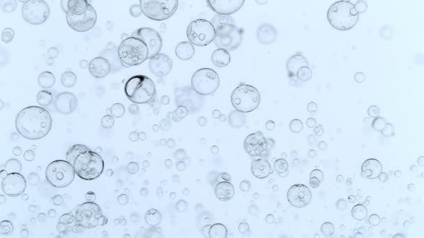 Super Slow Motion Shot Van Bewegende Bubbels Witte Achtergrond 1000Fps — Stockvideo