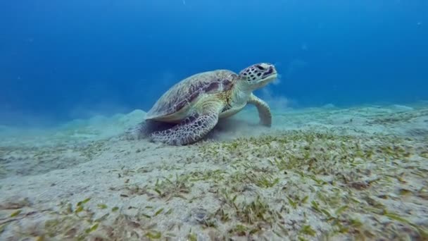 Морська Черепаха Плаває Синьому Океані Повільний Рух Підводний Постріл — стокове відео