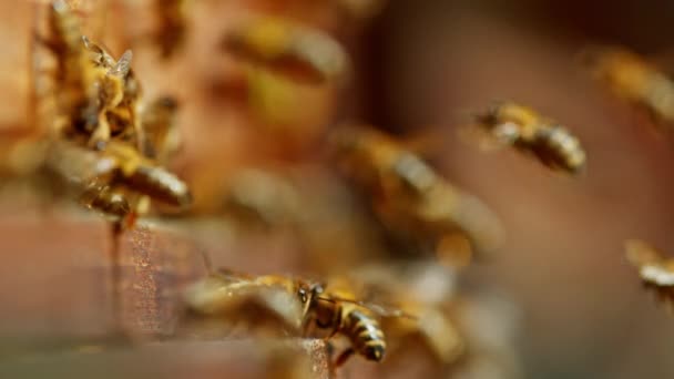 Superhidas Liike Mehiläisten Lentäessä Mehiläispesään Kuvattu Nopea Elokuva Kamera 1000Fps — kuvapankkivideo