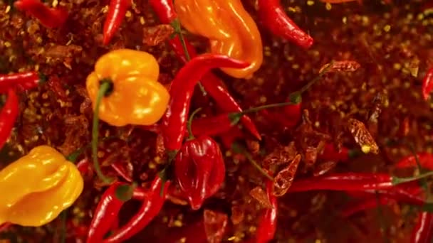 Super Slow Motion Shot Flying Fresh Chilli Peppers Απομονωμένα Μαύρο — Αρχείο Βίντεο
