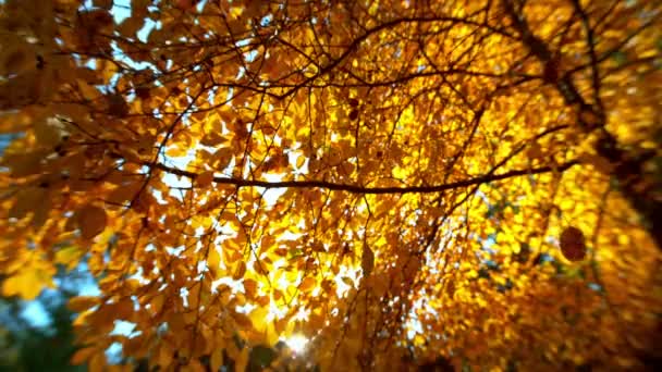 Сверхмедленное Движение Падающих Осенних Листьев Фоне Ясного Синего Неба Снято — стоковое видео