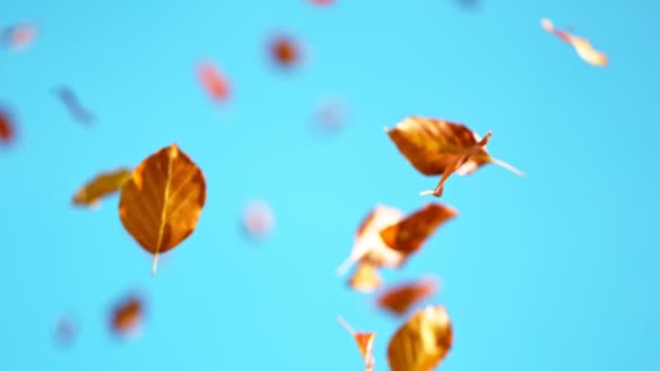 Super Zpomalený Pohyb Padajících Podzimních Javorových Listů Proti Jasně Modré — Stock video