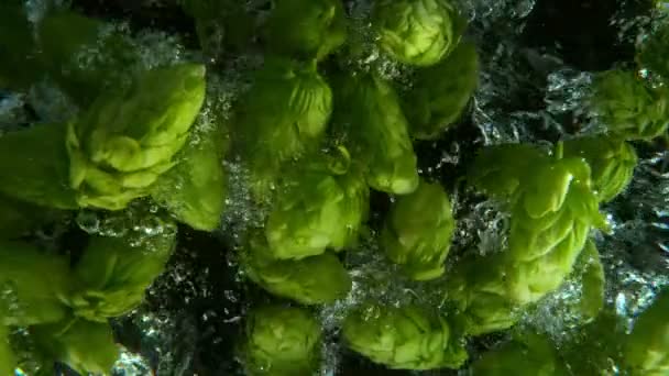 Super Slow Motion Falling Fresh Hops Cones Water Isolated Black — ストック動画
