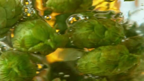 Супер Повільний Рух Падаючих Свіжих Хмелю Конусів Воду Ізольовані Золотому — стокове відео