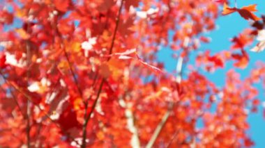 Sonbahar akçaağaç yapraklarının açık mavi gökyüzüne doğru düşmesi çok yavaş bir hareket. Yüksek hızlı sinema kamerası, 1000 fps..