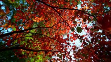 Sonbahar akçaağaç yapraklarının açık mavi gökyüzüne doğru düşmesi çok yavaş bir hareket. Yüksek hızlı sinema kamerası, 1000 fps..