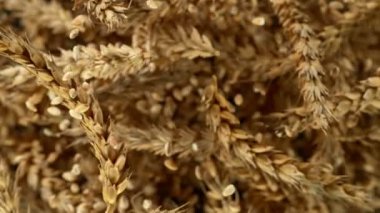 Tahıl arpası yakın plan uçuşu, makro çekim. 1000 fps hızla yüksek hızlı sinematik kamera ile çekildi..