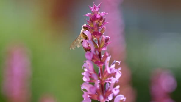 Впритул Медова Бджола Літає Збирає Нектарний Пилок Навколо Садових Квітів — стокове відео