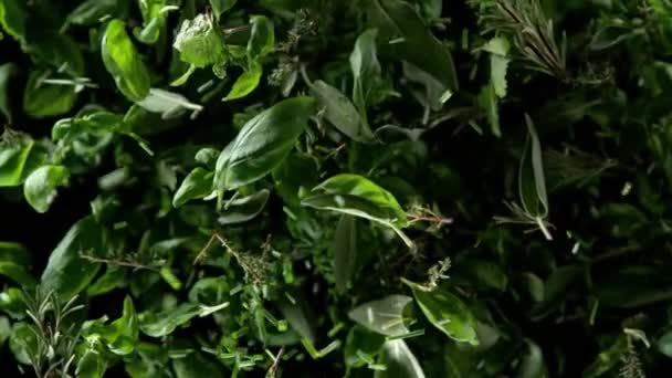 Mouvement Super Lent Des Herbes Fraîches Tournantes Sur Fond Noir — Video