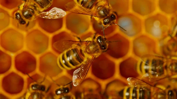 Arılar Bal Peteği Üzerinde Yürür Bal Taşır Evcilleştirilmiş Böcek Arıcı — Stok fotoğraf