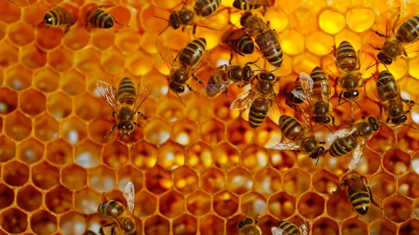 Bin Går Bikaka Och Bär Honung Makrofoto Domesticerad Insekt Biodlare — Stockfoto