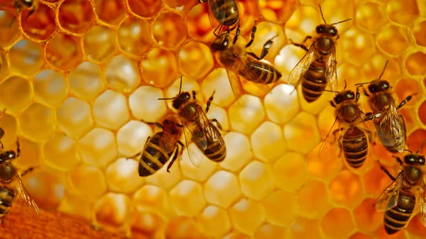 Bees Walking Honeycomb Carying Honey Macro Disparo Insecto Domesticado Apicultor —  Fotos de Stock