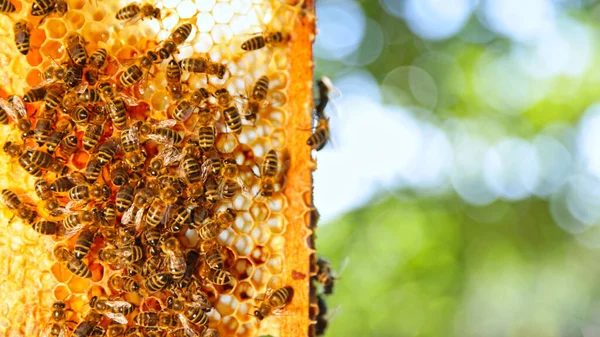 Bees Walking Honeycomb Carriying Honey Macro Shot Insectes Domestiques Apiculteurs — Photo