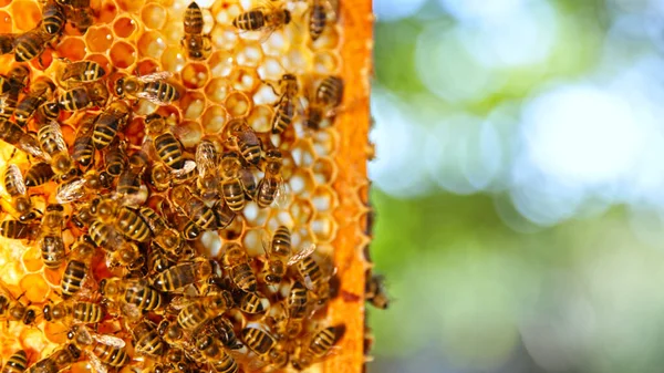 Bijen Die Honingraat Lopen Honing Dragen Macro Shot Van Gedomesticeerde — Stockfoto
