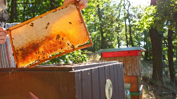 Arılar Bal Peteği Üzerinde Yürür Bal Taşır Evcilleştirilmiş Böcek Arıcı — Stok fotoğraf