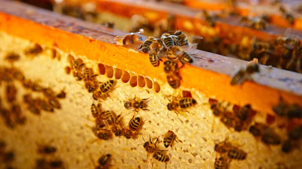 蜜蜂走在蜂窝里 抱着蜂蜜 国产昆虫 养蜂人和农民生活的宏观镜头 — 图库照片