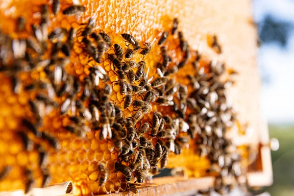 Bees Walking Honeycomb Carrying Honey Makro Záběr Domácího Hmyzu Včelaře — Stock fotografie