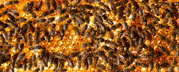 Bienen Laufen Auf Waben Und Tragen Honig Makroaufnahme Des Lebens — Stockfoto