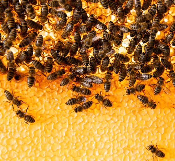 Bees Walking Honeycomb Carying Honey Macro Disparo Insecto Domesticado Apicultor — Foto de Stock