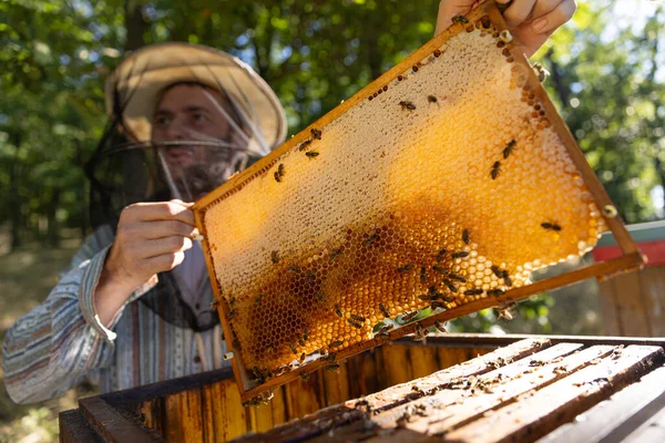 蜂はハニーコムとキャリーハニーを歩いています 国内の昆虫 養蜂家 農民の生活のマクロショット — ストック写真