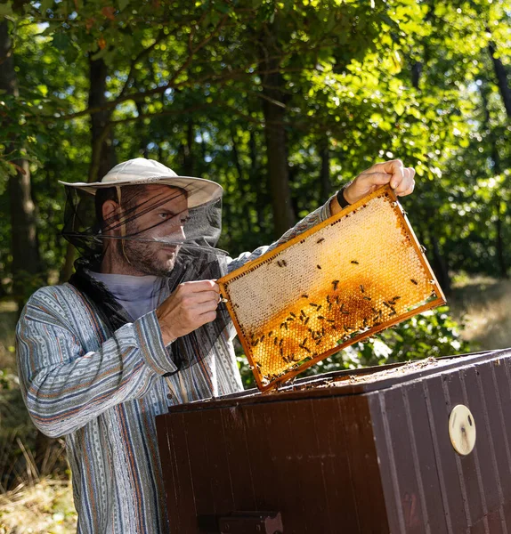 Пчелы Идут Сотам Несут Мед Макро Кадры Жизни Домашних Насекомых — стоковое фото