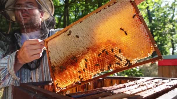 蜜蜂走在蜂窝里 抱着蜂蜜 国产昆虫 养蜂人和农民生活的宏观镜头 — 图库视频影像