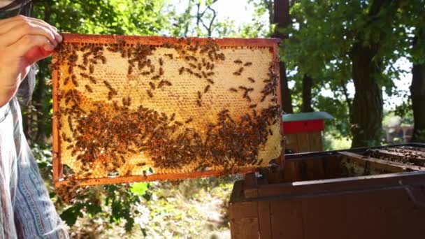 Arılar Bal Peteği Üzerinde Yürür Bal Taşır Evcilleştirilmiş Böcek Arıcı — Stok video