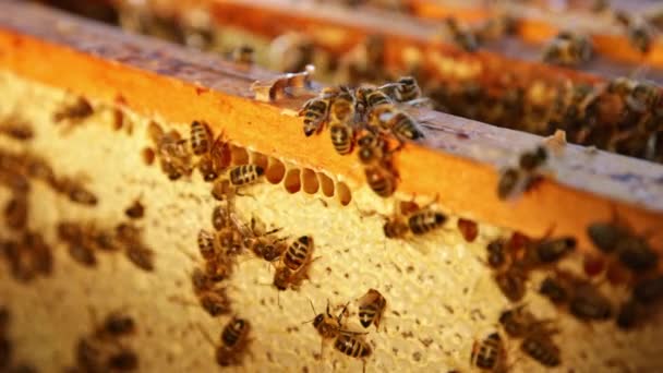 Μέλισσες Περπατάνε Στην Κηρήθρα Και Μεταφέρουν Μέλι Μακρό Πλάνο Της — Αρχείο Βίντεο