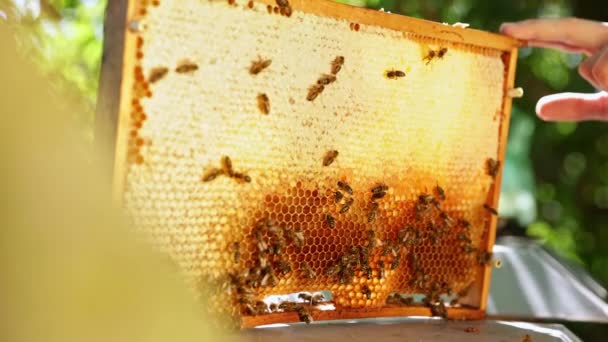 Bienen Laufen Auf Waben Und Tragen Honig Makroaufnahme Des Lebens — Stockvideo