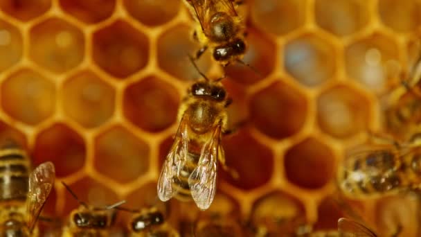 Bees Walking Honeycomb Carriying Honey Macro Shot Insectes Domestiques Apiculteurs — Video