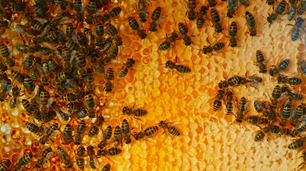 Bees Walking Honeycomb Carying Honey Macro Disparo Insecto Domesticado Apicultor — Foto de Stock