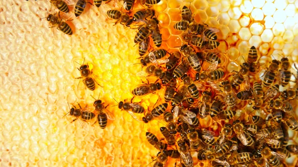 Pszczoły Spacerujące Plastrze Miodu Niosące Miód Makro Udomowionego Owada Pszczelarza — Zdjęcie stockowe