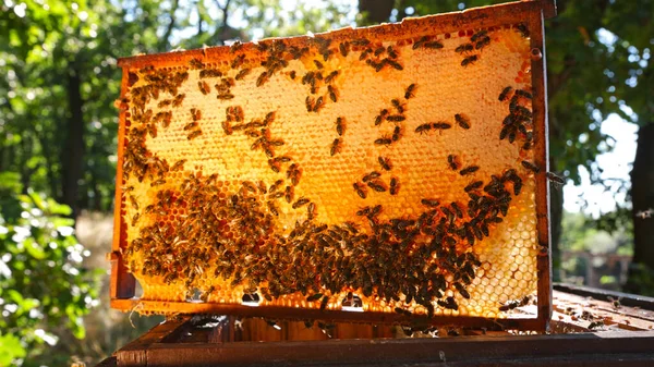 Bees Walking Honeycomb Carrying Honey Macro Shot Domesticated Insect Beekeeper — Stock Photo, Image