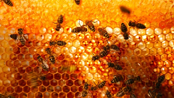 Méhek Sétálnak Méhsejtszerkezeten Viszik Mézet Háziasított Rovarok Méhészek Gazdálkodók Életének — Stock Fotó