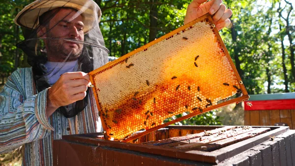 Bees Walking Honeycomb Carying Honey Vida Domesticada Insectos Apicultores Agricultores —  Fotos de Stock