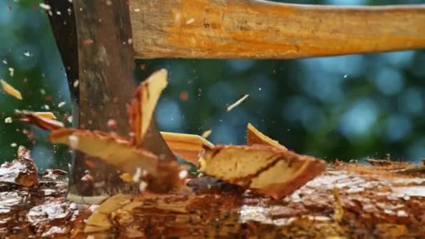 Ξυλοκόπος Δουλεύει Στο Δάσος Σούπερ Αργή Κίνηση Κοπής Ξύλινων Κούτσουρων — Αρχείο Βίντεο