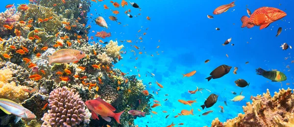 Onderwater Tropisch Koraalrif Met Kleurrijke Zeevissen Mariene Leven Zeewereld Tropisch — Stockfoto