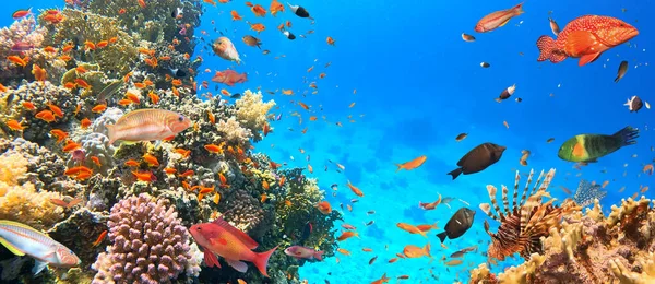 Onderwater Tropisch Koraalrif Met Kleurrijke Zeevissen Mariene Leven Zeewereld Tropisch — Stockfoto