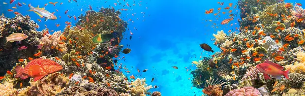 Тропічний Кораловий Риф Барвистою Морською Рибою Морський Світ Тропічний Барвистий — стокове фото