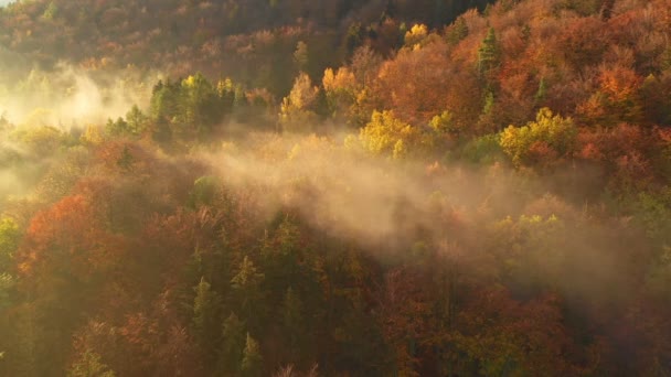 Flygfoto Färgglada Höstträd Morgonen Dimma Strålar Den Uppgående Solen Bryter — Stockvideo