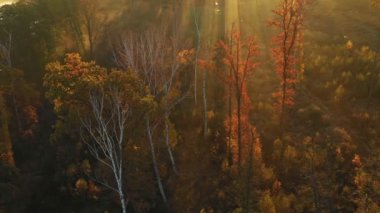 Sabah sisinde renkli sonbahar ağaçlarının havadan görünüşü. Yükselen güneş ışınları sonbahar ağaçlarının dallarını delip geçer..