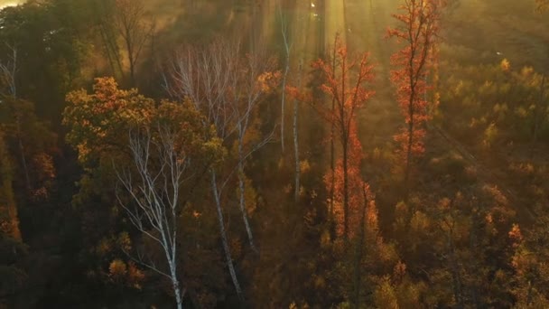 Flygfoto Färgglada Höstträd Morgonen Dimma Strålar Den Uppgående Solen Bryter — Stockvideo