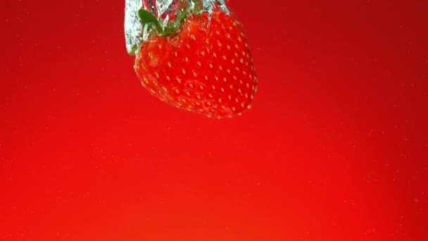 新鮮なイチゴを赤い勾配の背景に水に落下する超遅い動き 高速映画館のカメラで撮影された 1000 Fps — ストック動画