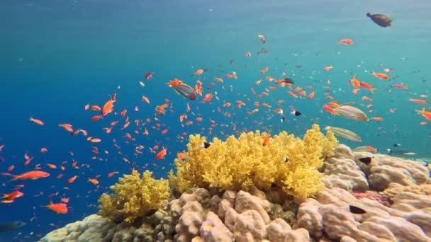 Barriera Corallina Tropicale Subacquea Con Pesci Marini Colorati Vita Marina — Video Stock